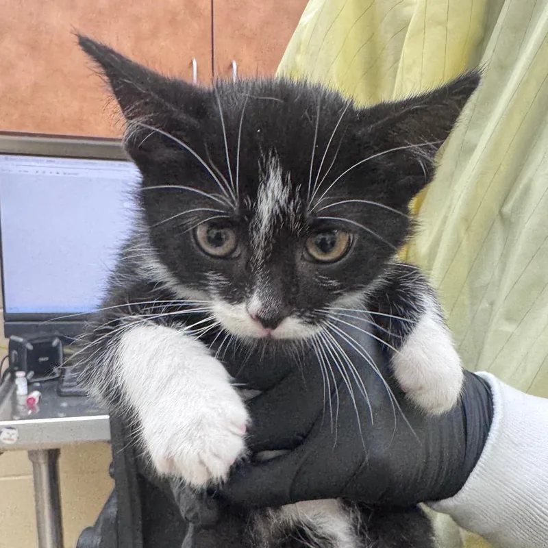 A baby small-sized female Buff / Tan / Fawn Domestic Short Hair cat named Marker for adoption in Winston-Salem, NC