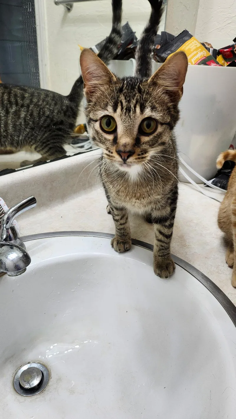 A young medium-sized male Brown / Chocolate Tabby cat named Edward for adoption in Tuttle, OK