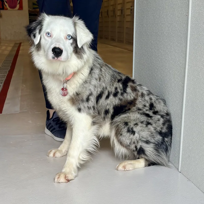 An adult medium-sized female Australian Shepherd dog named Malia for adoption in Chicago, IL