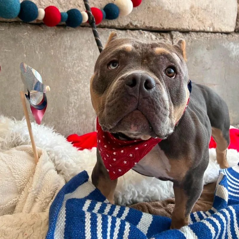 An adult medium-sized female Brown / Chocolate Pit Bull Terrier dog named Wanda for adoption in Spring Hill, KS