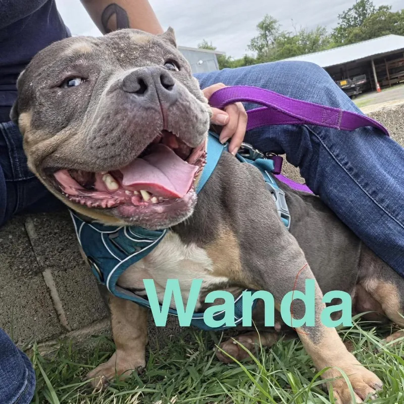 Wanda thumbnail 2