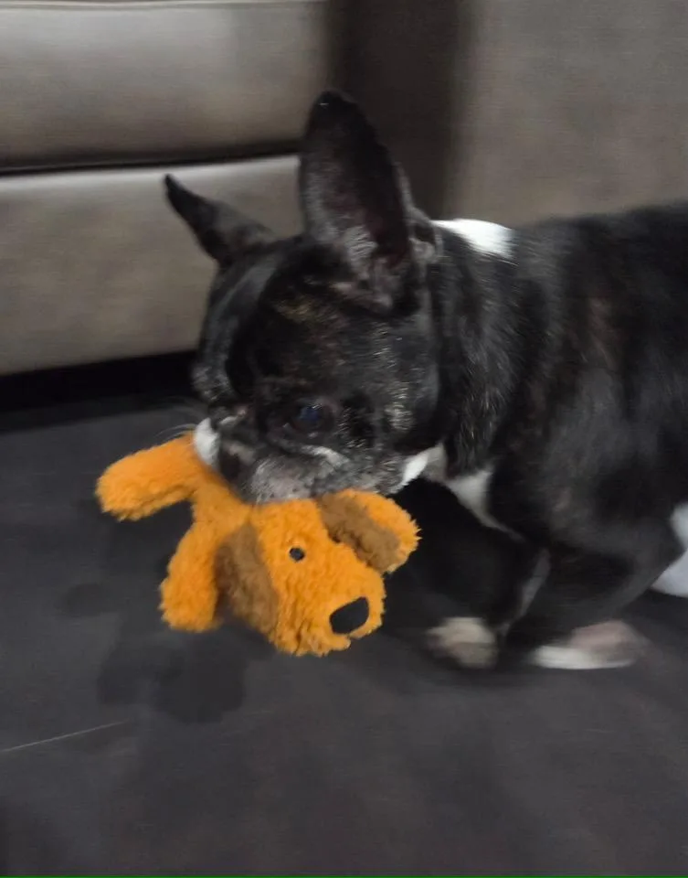 Midnight And Moon thumbnail 3