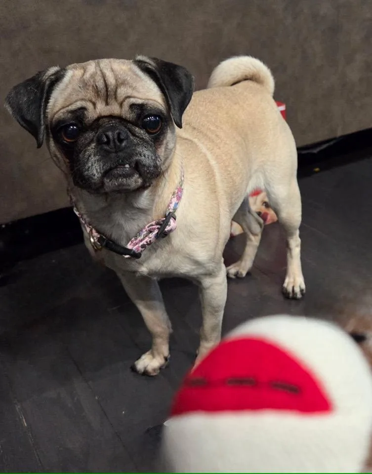 Midnight And Moon thumbnail 4