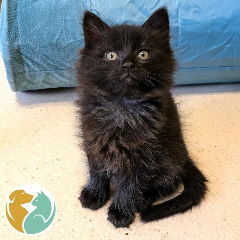 A baby small-sized female Black Domestic Medium Hair cat named Peonies for adoption in Toledo, OH