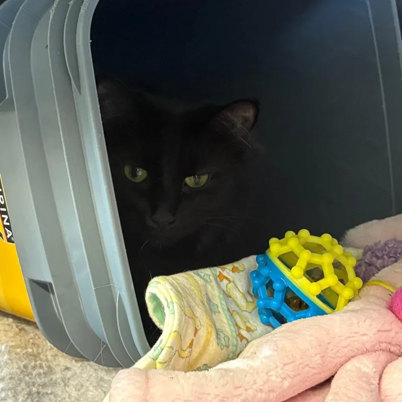 An adult medium-sized female Black Domestic Short Hair cat named Sushi for adoption in Manhattan, KS