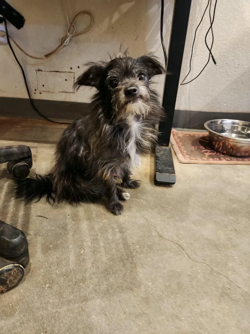 A senior small-sized male Chorkie dog named Pepe for adoption in Marble Falls, TX