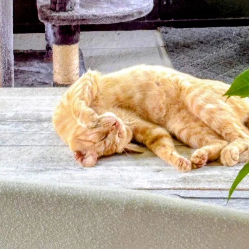 A young medium-sized male Orange & White Domestic Short Hair cat named Milo for adoption in Magnolia Springs, AL