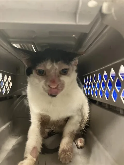 A young small-sized male Domestic Medium Hair cat named Drew for adoption in Dallas, TX