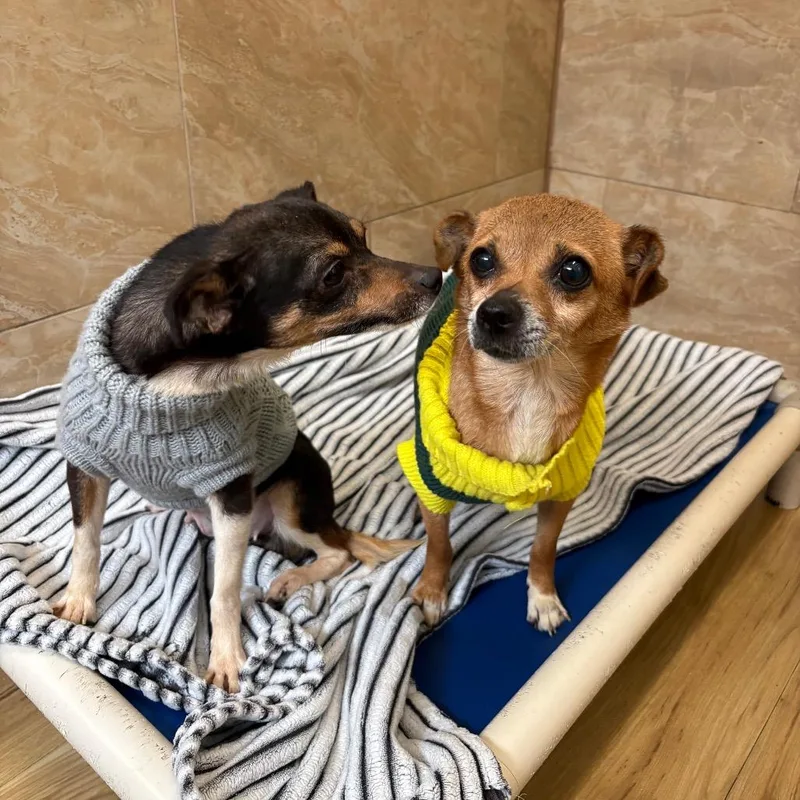 An adult small-sized female Black Chihuahua dog named Papito for adoption in Philadelphia, PA