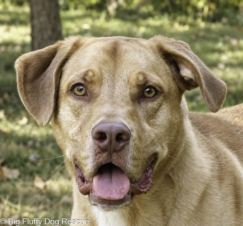 An adult large-sized male Yellow Labrador Retriever dog named Rocky for adoption in Nashville, TN
