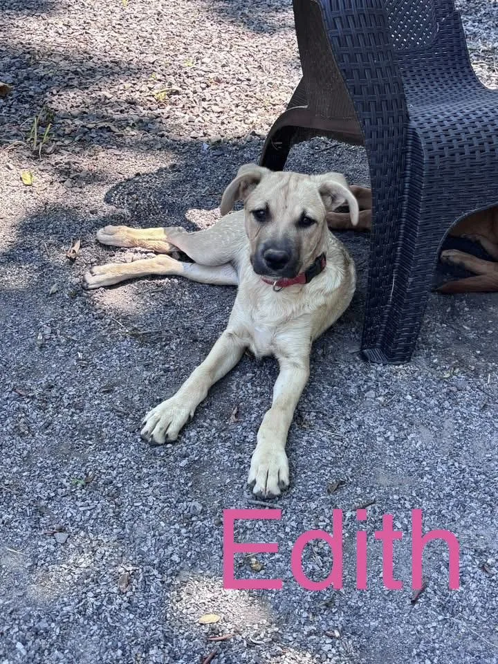 A baby medium-sized female Hound dog named Edith for adoption in Zimmerman, MN