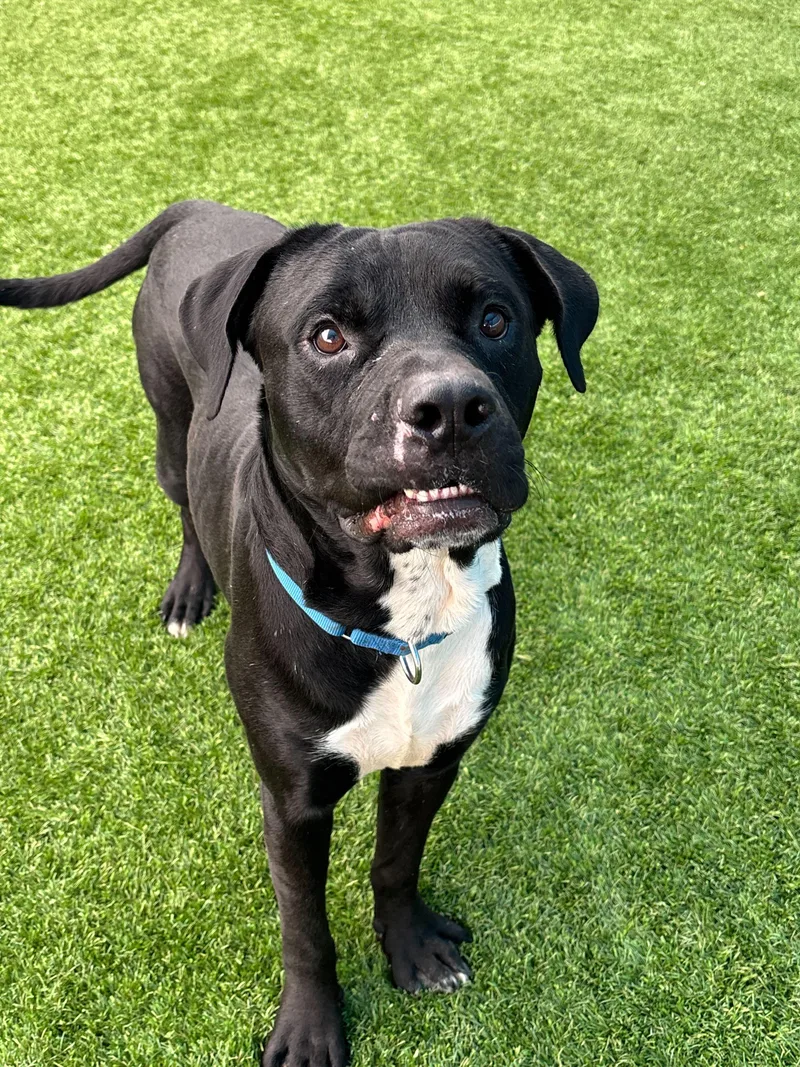 A young large-sized male Black Labrador Retriever dog named Bishop for adoption in Queenstown, MD