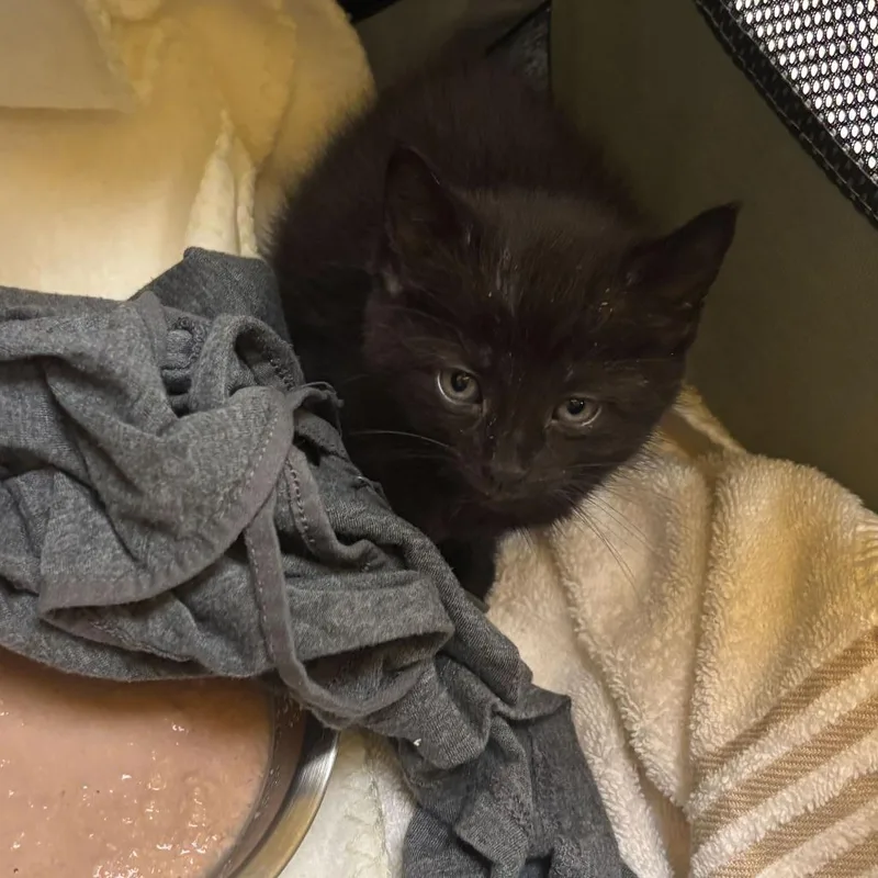A baby small-sized male Black Domestic Short Hair cat named Refinery for adoption in Wilmington, DE