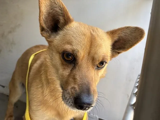 A young small-sized male Yellow / Tan / Blond / Fawn Chihuahua dog named Calvin Urgent And for adoption in Thousand Oaks, CA