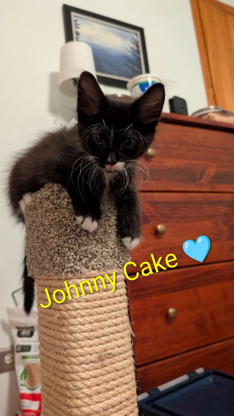 A baby large-sized male Black & White / Tuxedo Domestic Medium Hair cat named Johnny Cake for adoption in Homewood, IL