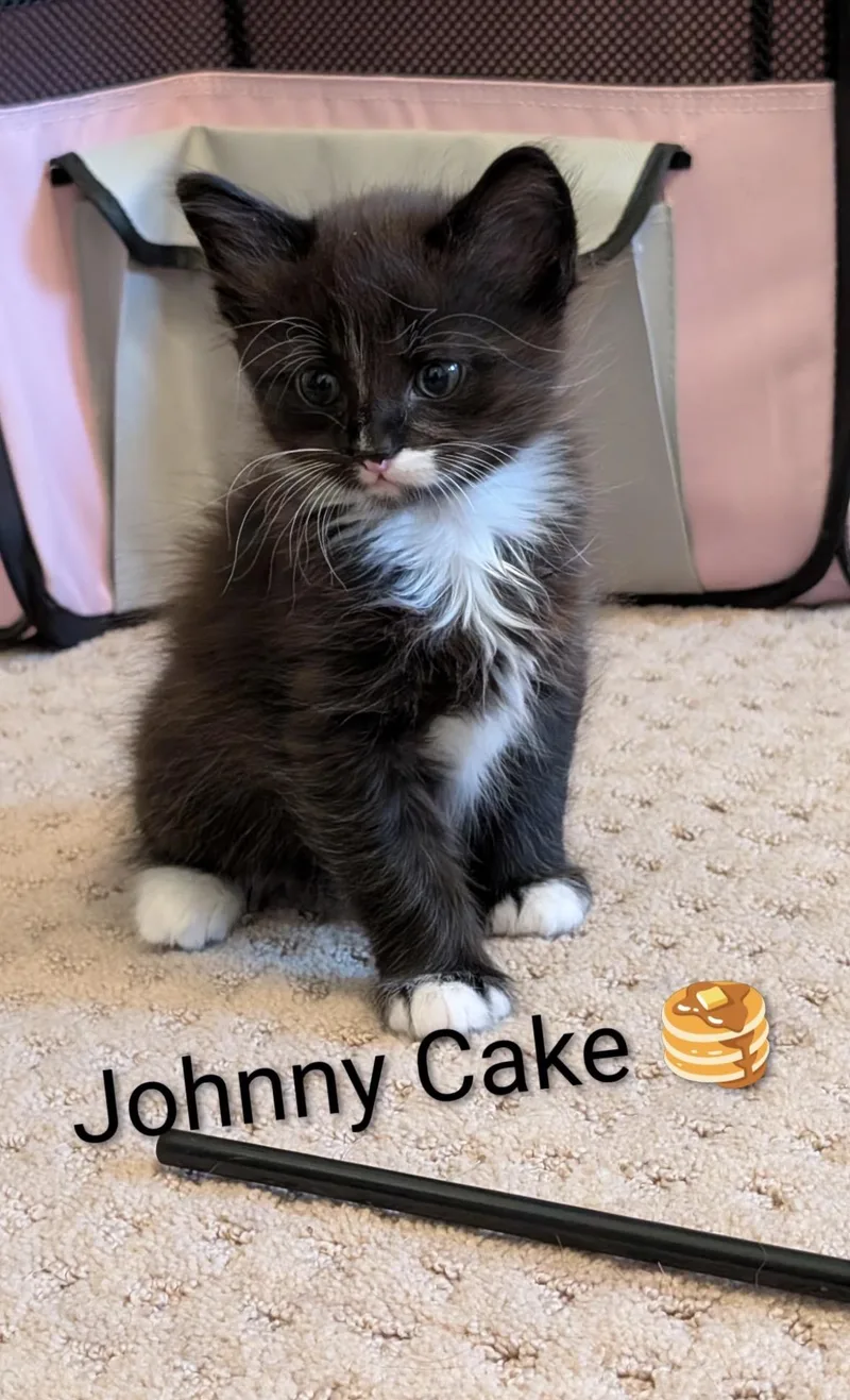 Johnny Cake thumbnail 3