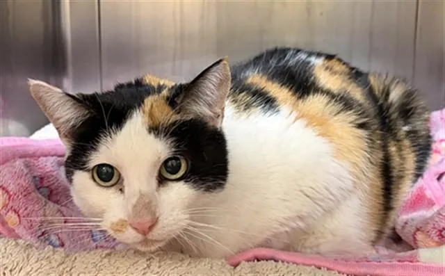 An adult large-sized female Domestic Short Hair cat named Izzy for adoption in Camarillo, CA