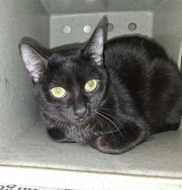 A young small-sized female Domestic Short Hair cat named Boo for adoption in Lancaster, CA