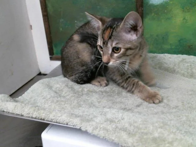 A baby small-sized female Domestic Short Hair cat named Marina for adoption in Houston, TX