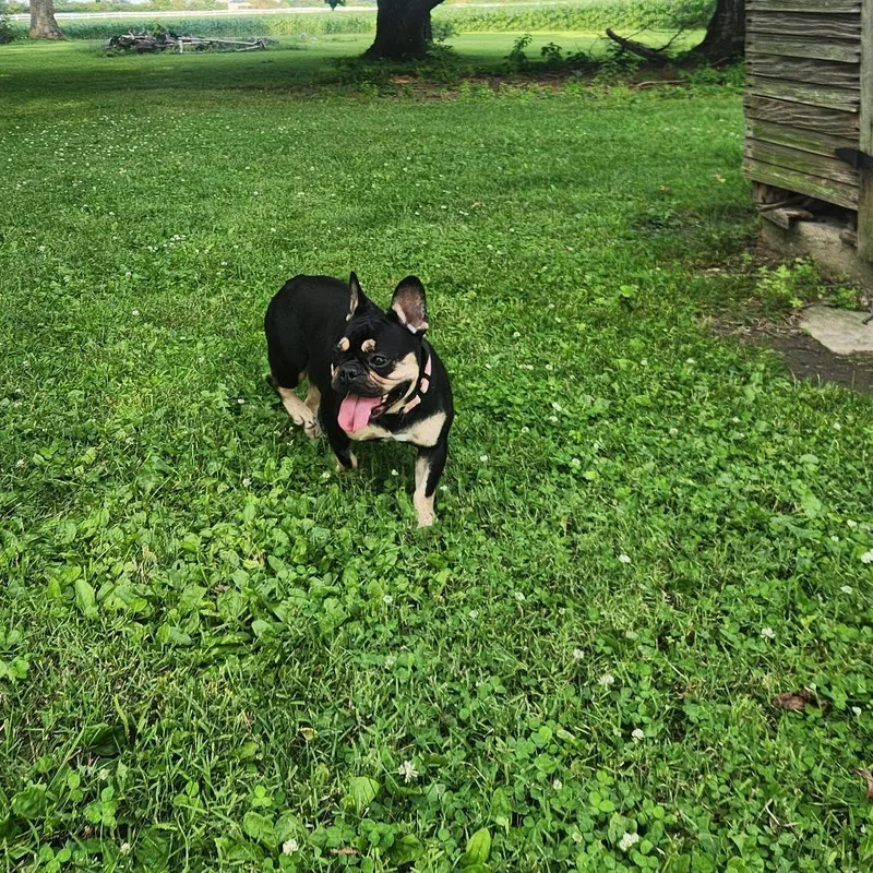 Roxy