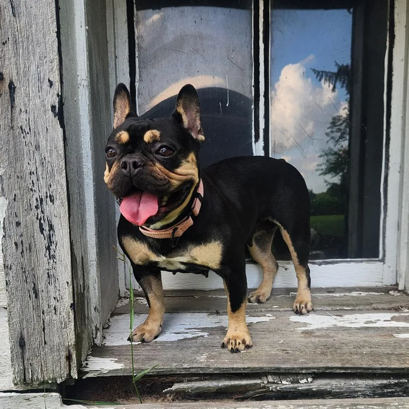 Roxy thumbnail 6