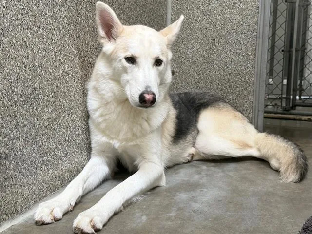 A young large-sized male Siberian Husky dog named Howdy for adoption in Santa Rosa, CA
