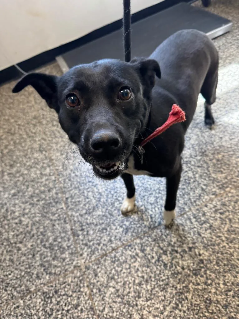 A young medium-sized female Mixed Breed dog named Jackie for adoption in Columbia, TN