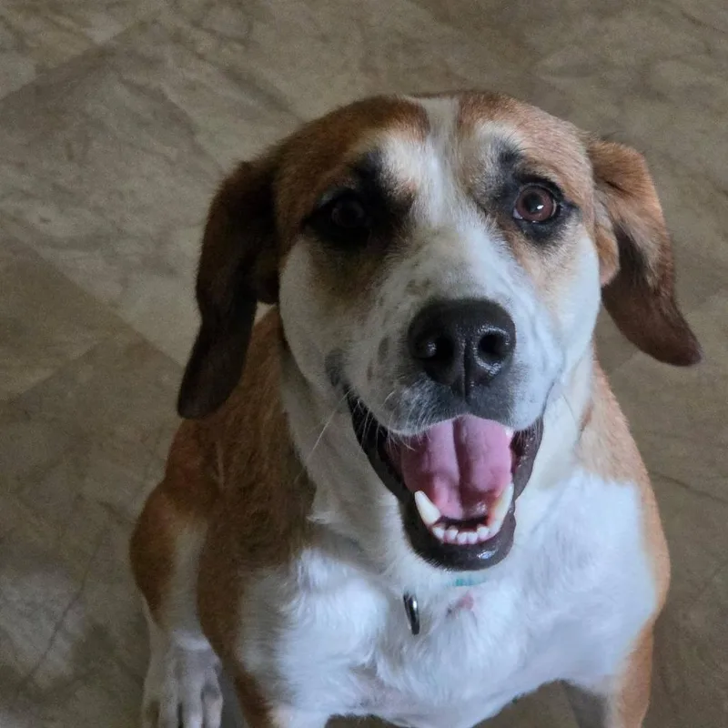 Paisley Prev. Daisy thumbnail 2