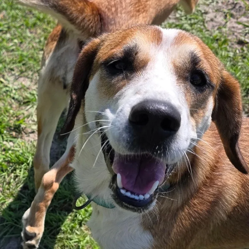 Paisley Prev. Daisy thumbnail 3