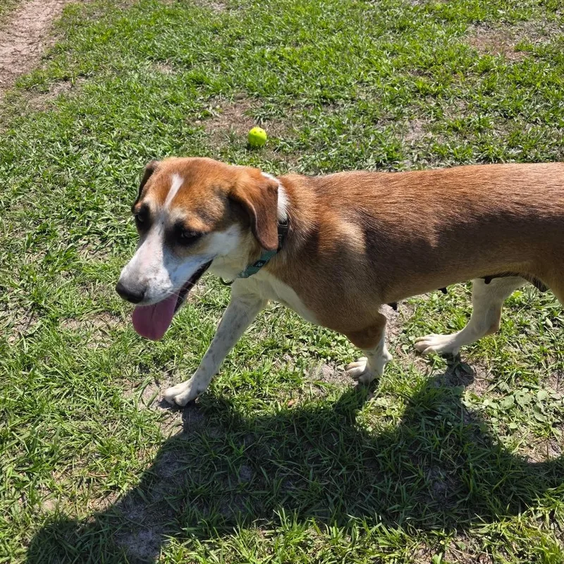 Paisley Prev. Daisy thumbnail 4