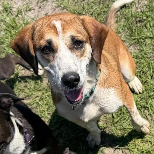 Paisley Prev. Daisy thumbnail 5