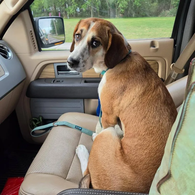 An adult medium-sized female Brown / Chocolate Mixed Breed dog named Paisley Prev. Daisy for adoption in Williston, FL