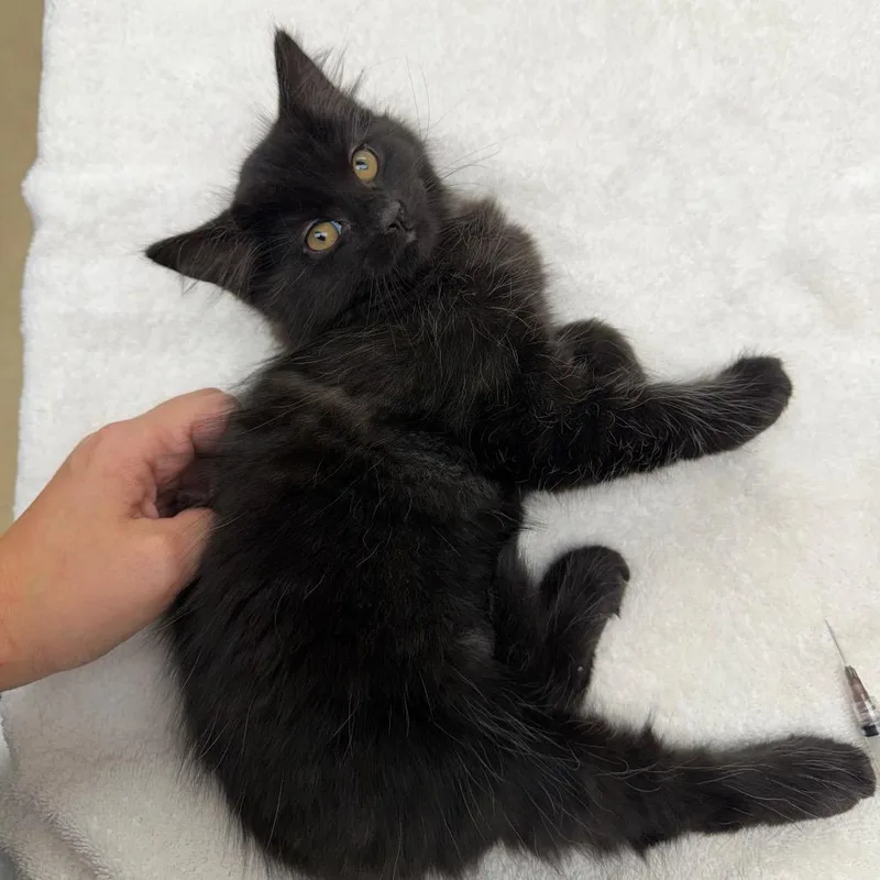 A baby small-sized female Domestic Medium Hair cat named Starling for adoption in Naperville, IL