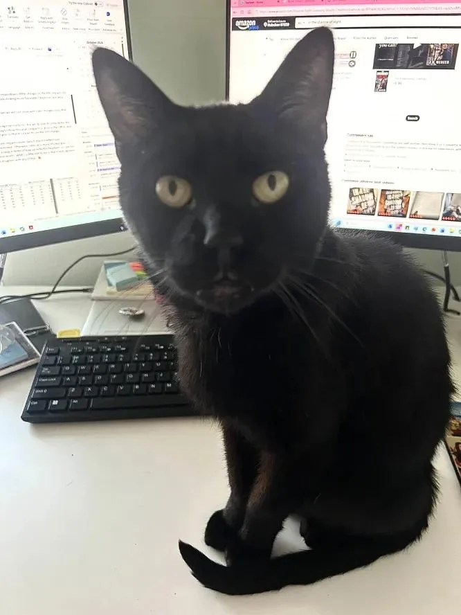An adult medium-sized male Black Domestic Short Hair cat named Chance for adoption in Weehawken, NJ