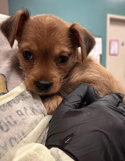 A baby small-sized female Terrier dog named Scrappy for adoption in Fishers, IN