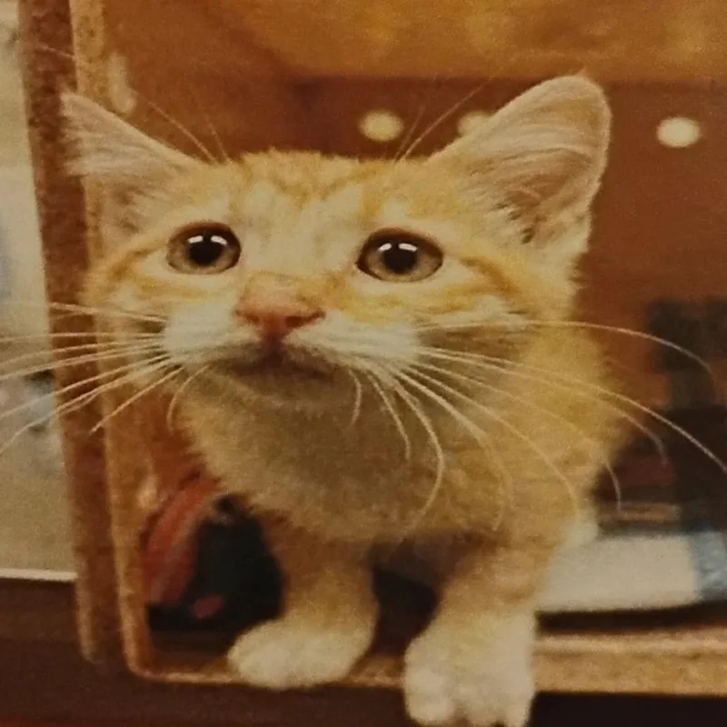 A baby small-sized female Orange / Red Domestic Short Hair cat named Kisser for adoption in Grantsville, UT