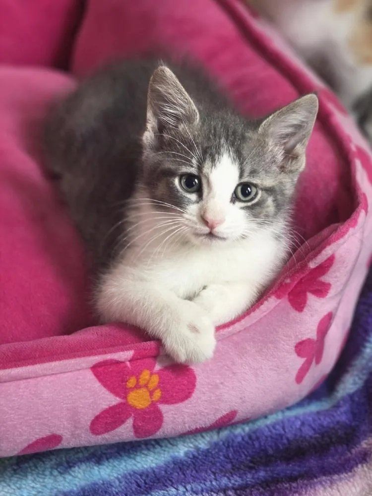 A baby small-sized male Gray & White Domestic Short Hair cat named Mylo for adoption in Metamora, IL
