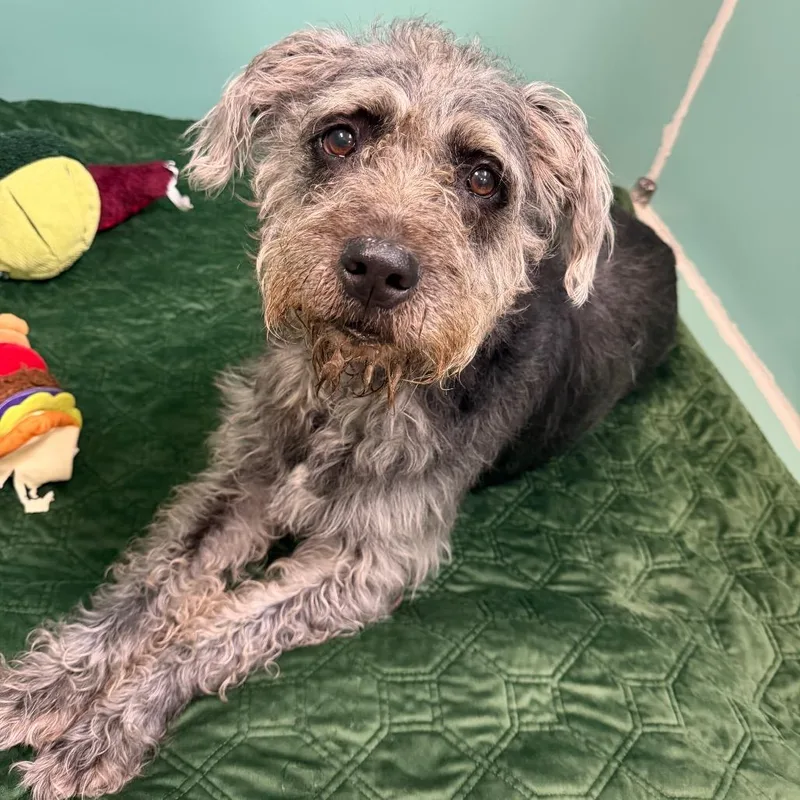 A senior large-sized female Black Mixed Breed dog named Bella for adoption in Titusville, FL