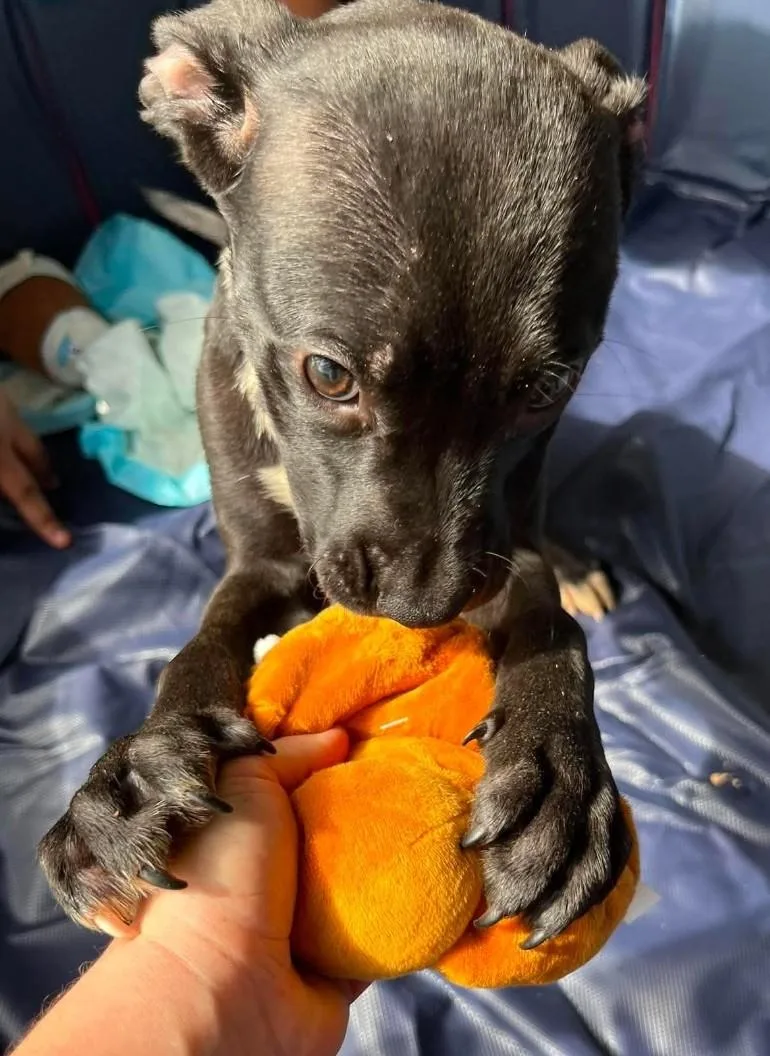 A young medium-sized female American Staffordshire Terrier dog named Astro for adoption in Hampton, VA