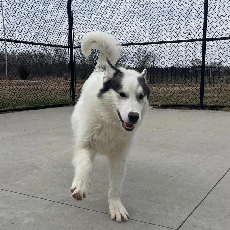 A young medium-sized male White / Cream Siberian Husky dog named Toby for adoption in Matteson, IL