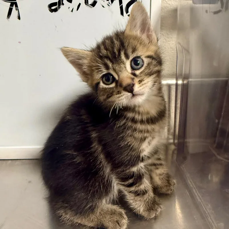 A baby small-sized male Gray / Blue / Silver Domestic Short Hair cat named Foal for adoption in Cody, WY