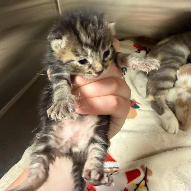 Foal thumbnail 3