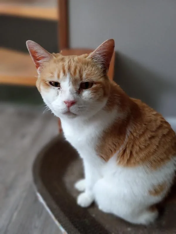A senior medium-sized female Orange & White Domestic Short Hair cat named Robin for adoption in Covington, KY