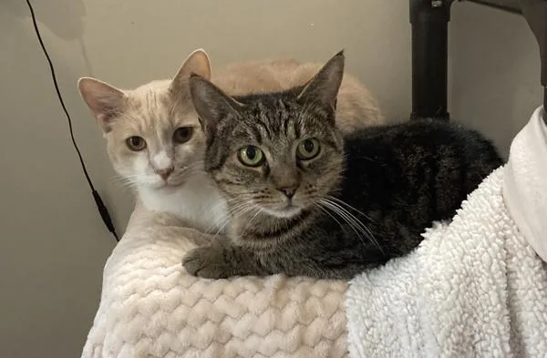 A senior medium-sized male Domestic Short Hair cat named Mr. Bubbles for adoption in Santa Rosa, CA