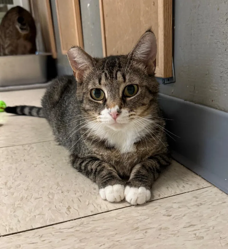A young small-sized female Domestic Short Hair cat named Selma for adoption in Lemoore, CA
