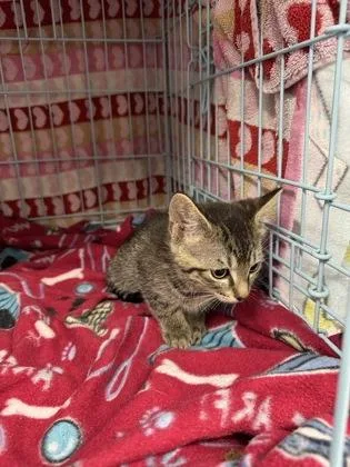 A baby small-sized male Domestic Short Hair cat named Almond for adoption in Gainesville, FL