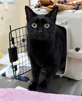 An adult medium-sized male Domestic Short Hair cat named Jet for adoption in Aliquippa, PA