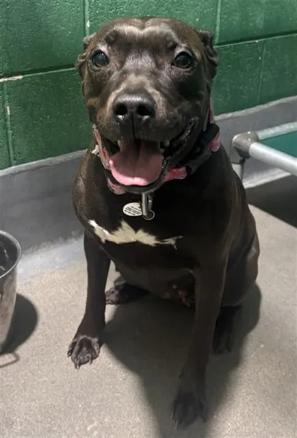 An adult medium-sized female Pit Bull Terrier dog named Valencia for adoption in Upper Marlboro, MD