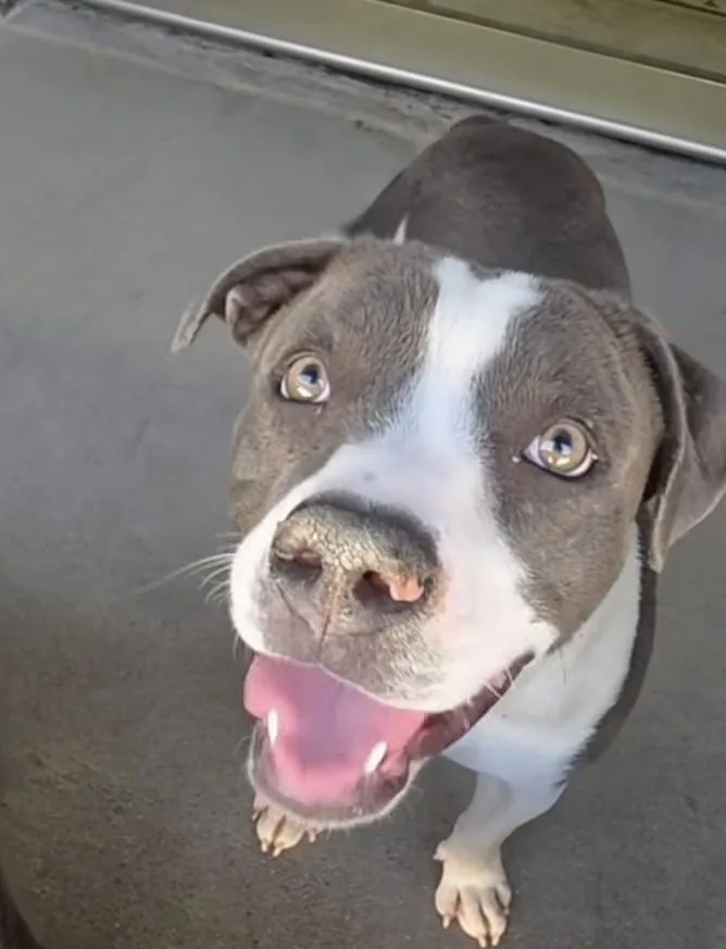 A young large-sized female Gray / Blue / Silver American Bulldog dog named Norma for adoption in Frazier Park, CA
