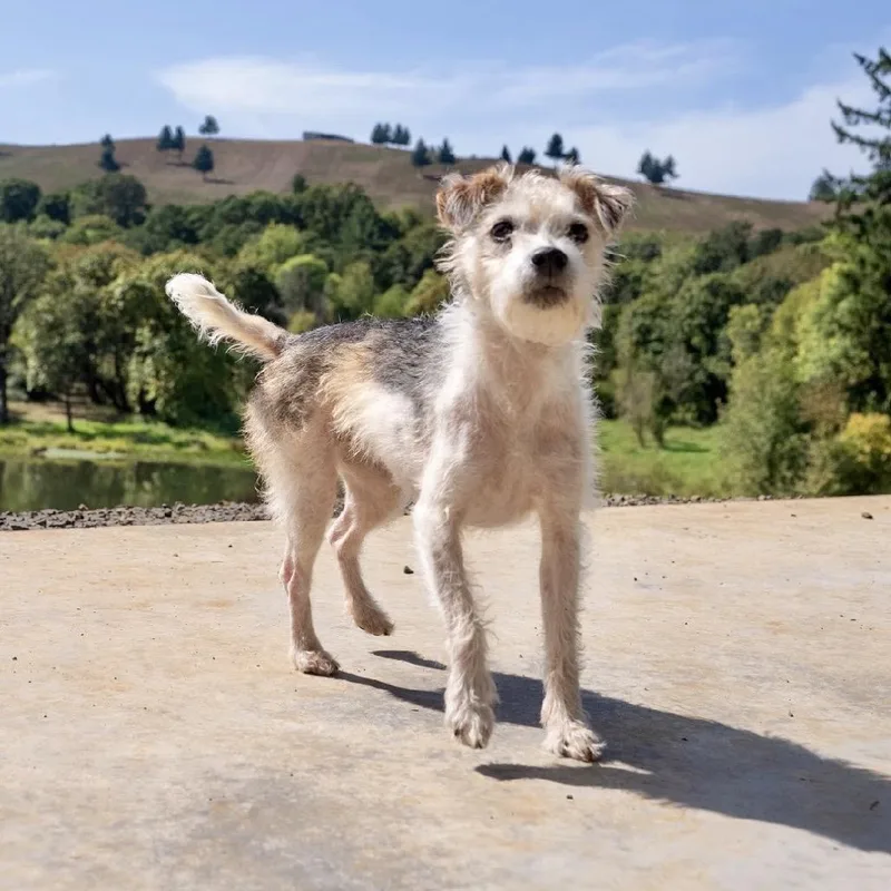 A senior small-sized female Jack Russell Terrier dog named Mia for adoption in Salem, OR
